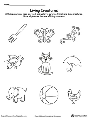 kindergarten plants and animals printable worksheets myteachingstation com
