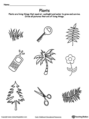 preschool plants and animals printable worksheets myteachingstation com